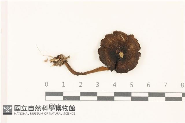 登錄號:F0037531藏品圖，第1張