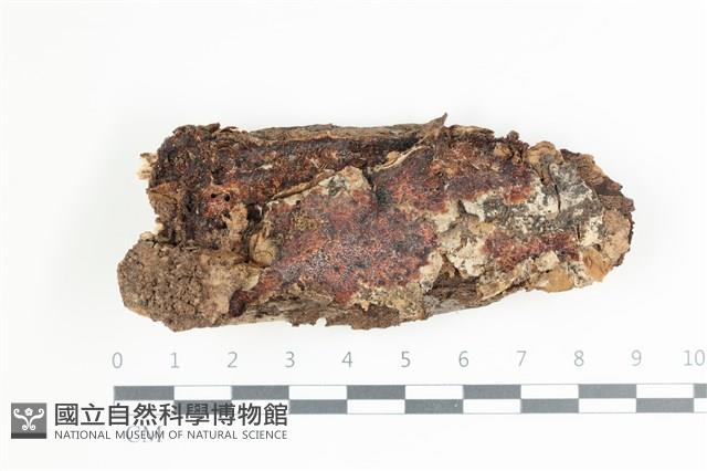 登錄號:F0035531藏品圖，第1張