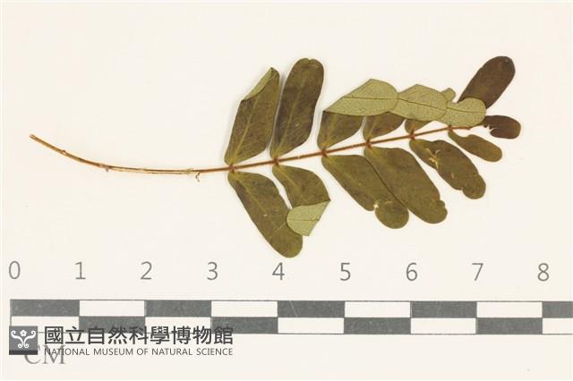 登錄號:F0038131藏品圖，第1張