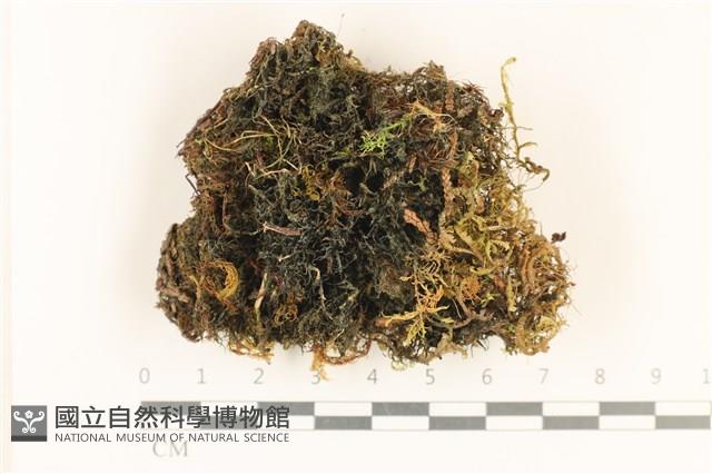 登錄號:F0037131藏品圖，第1張