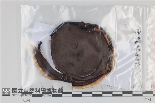 登錄號:F0035131藏品圖，第1張