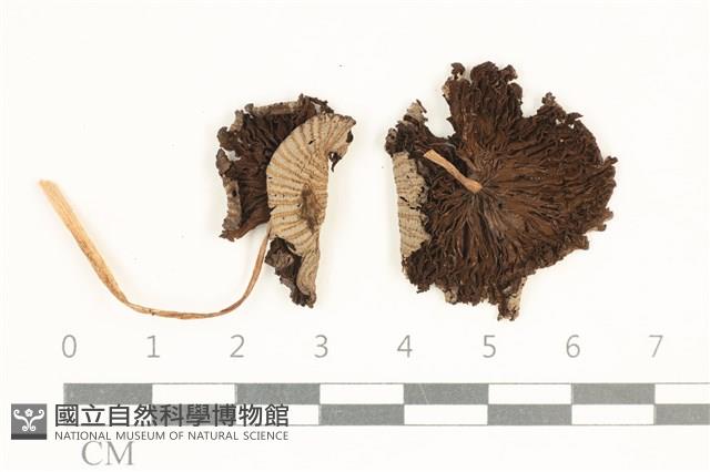 鬼傘屬藏品圖，第1張