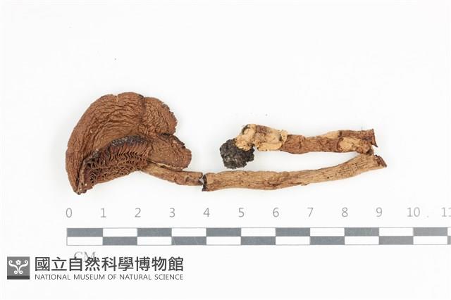 登錄號:F0036031藏品圖，第1張