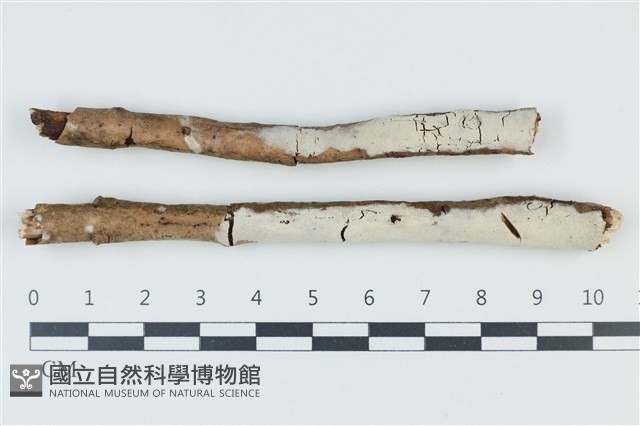 剛毛絲皮菌藏品圖，第1張