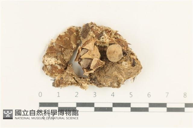 地星屬藏品圖，第1張