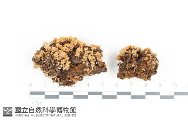 登錄號:F0036331藏品圖，第1張