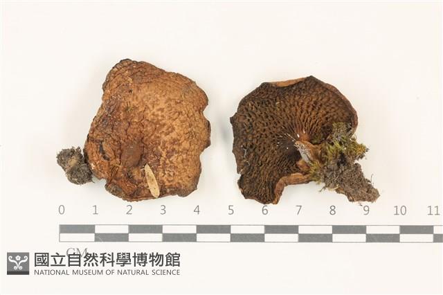 登錄號:F0037331藏品圖，第1張