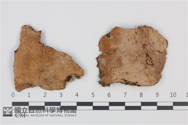 登錄號:F0035331藏品圖，第1張