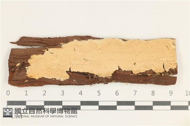 登錄號:F0038271藏品圖，第1張