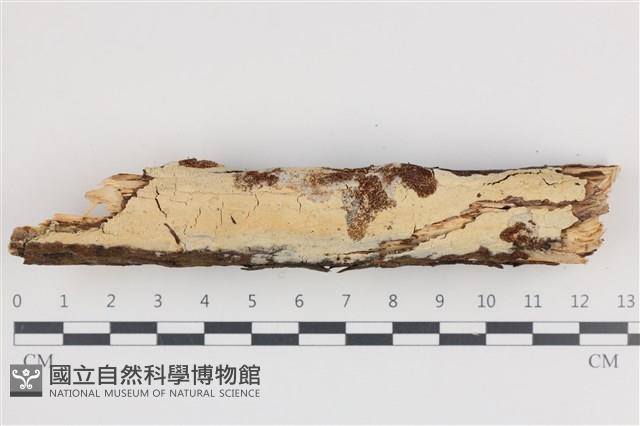 登錄號:F0036271藏品圖，第1張