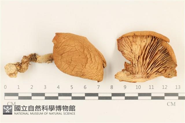 登錄號:F0037271藏品圖，第1張