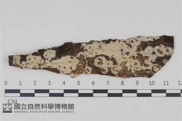 剛毛絲皮菌藏品圖，第1張