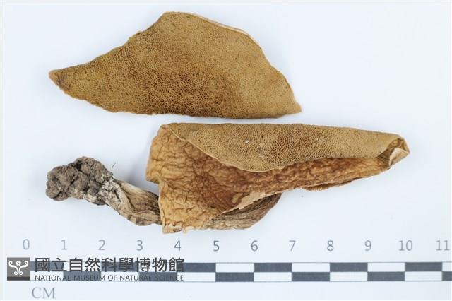 登錄號:F0038871藏品圖，第1張