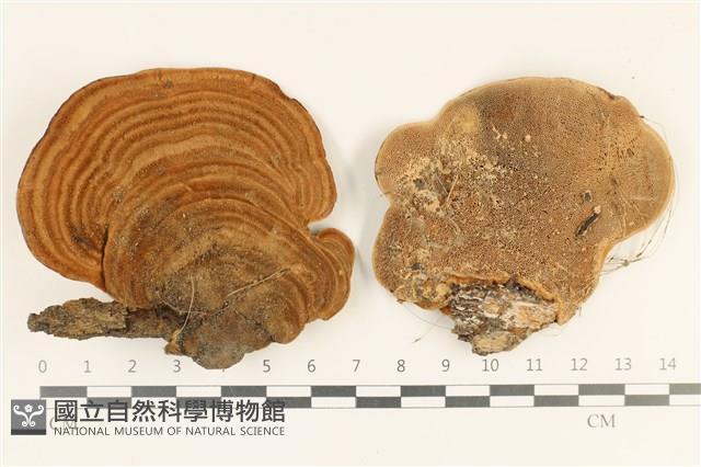 登錄號:F0036871藏品圖，第1張