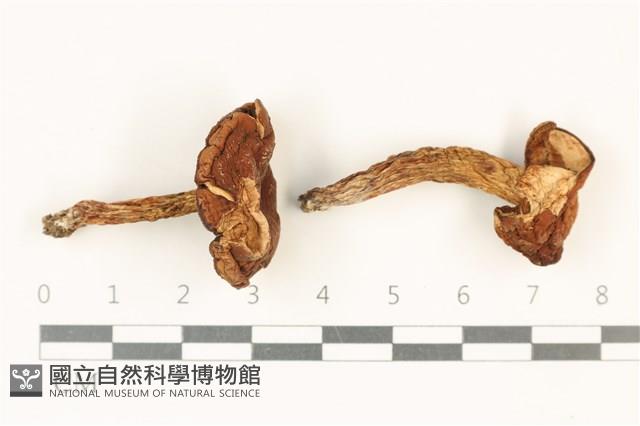 登錄號:F0037871藏品圖，第1張