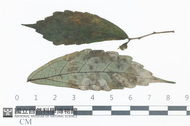 登錄號:F0038971藏品圖，第1張