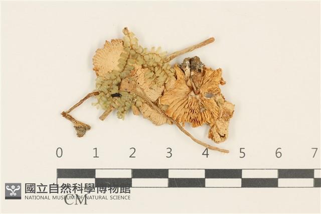 登錄號:F0036971藏品圖，第1張