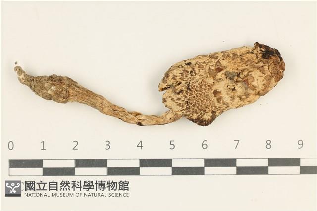 登錄號:F0037971藏品圖，第1張