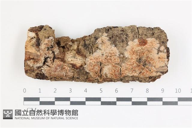 登錄號:F0035971藏品圖，第1張