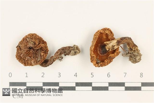 登錄號:F0037671藏品圖，第1張