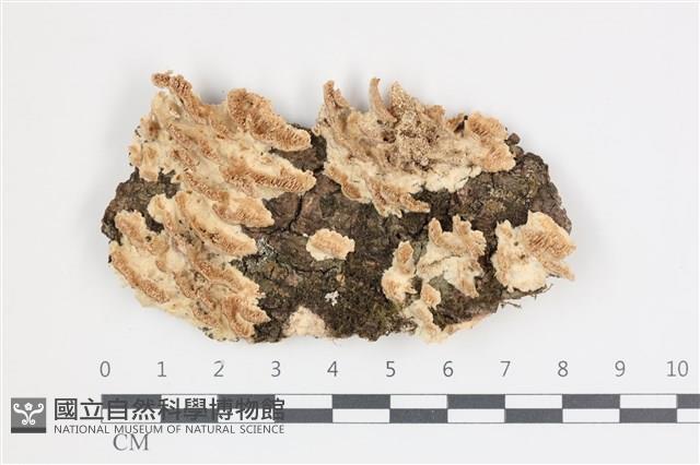 登錄號:F0035671藏品圖，第1張