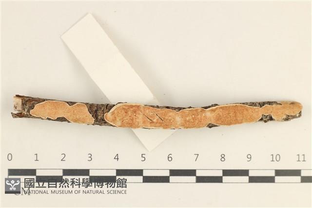 登錄號:F0038471藏品圖，第1張