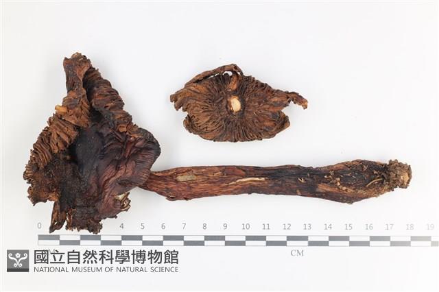 登錄號:F0036471藏品圖，第1張