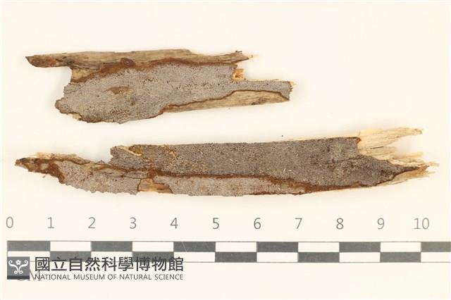 刺革菌屬藏品圖，第1張