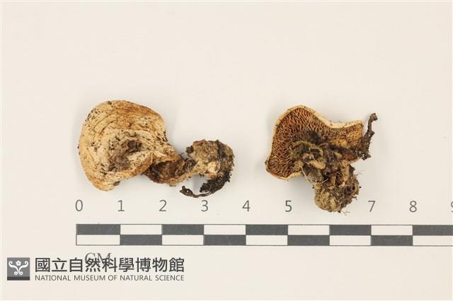 登錄號:F0037471藏品圖，第1張