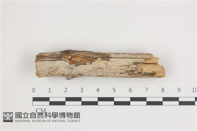 登錄號:F0035471藏品圖，第1張