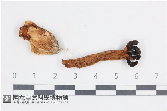 登錄號:F0038771藏品圖，第1張