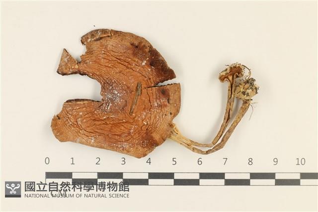 登錄號:F0036771藏品圖，第1張