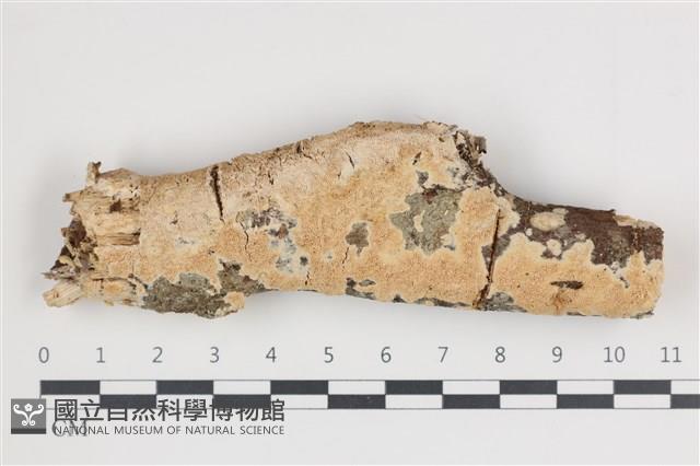 登錄號:F0035771藏品圖，第1張