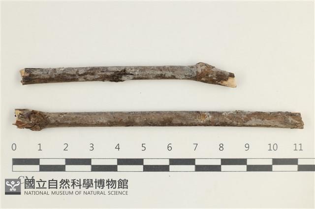 粗糙孢菌屬藏品圖，第1張