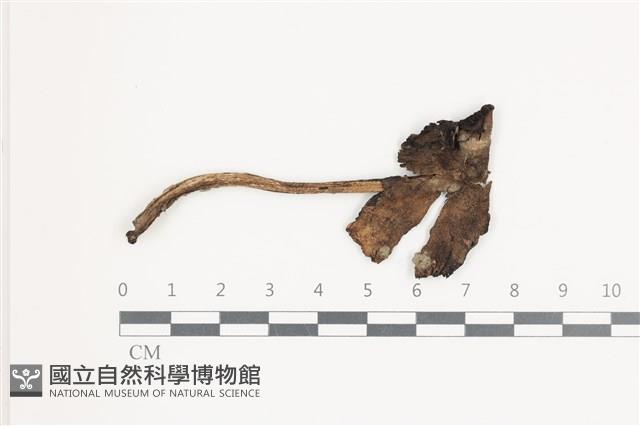登錄號:F0036571藏品圖，第1張