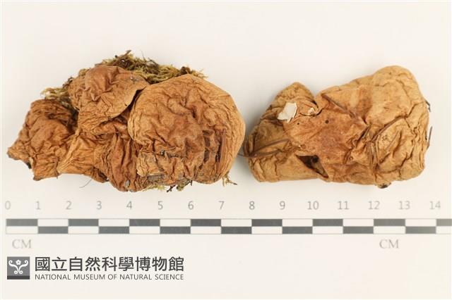 登錄號:F0037571藏品圖，第1張