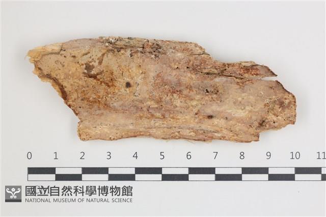 登錄號:F0035571藏品圖，第1張