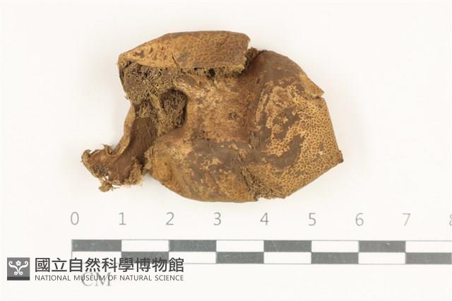 登錄號:F0038171藏品圖，第1張