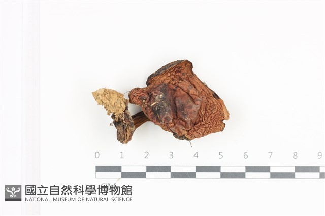 登錄號:F0036171藏品圖，第1張