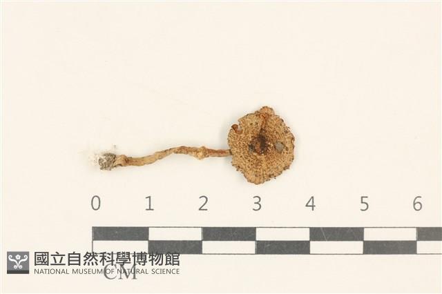 登錄號:F0037171藏品圖，第1張
