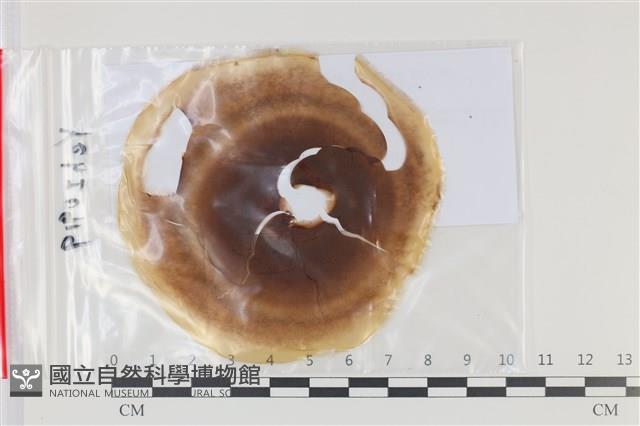 登錄號:F0035171藏品圖，第1張