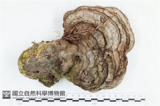 靈芝屬藏品圖，第1張