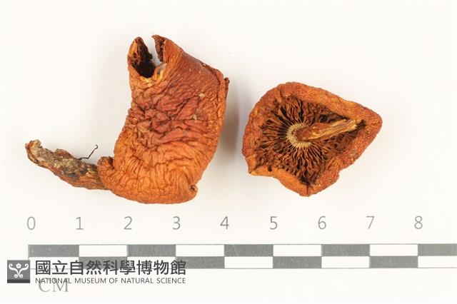 登錄號:F0038071藏品圖，第1張
