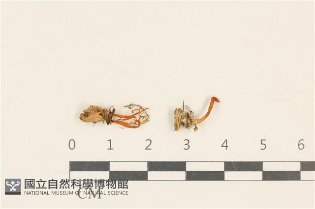 登錄號:F0037071藏品圖，第1張
