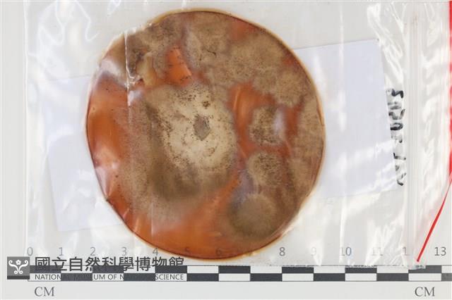 登錄號:F0035071藏品圖，第1張