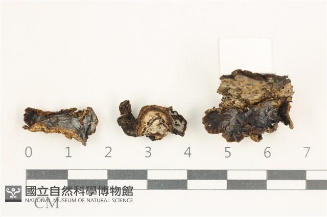 登錄號:F0038371藏品圖，第1張