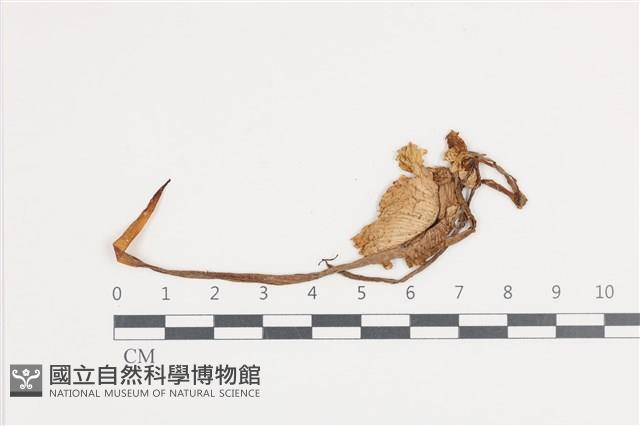 登錄號:F0036371藏品圖，第1張