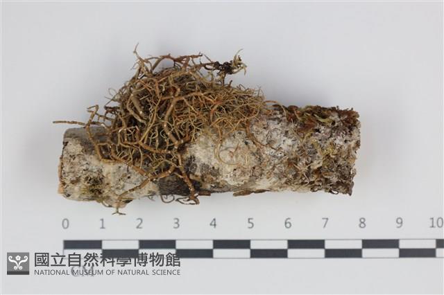 絲皮菌屬藏品圖，第1張