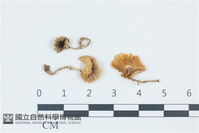 暗鱗環柄菇藏品圖，第1張