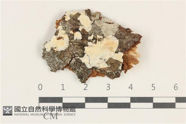 登錄號:F0038264藏品圖，第1張
